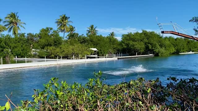 Dolphin Jumping Out The Water