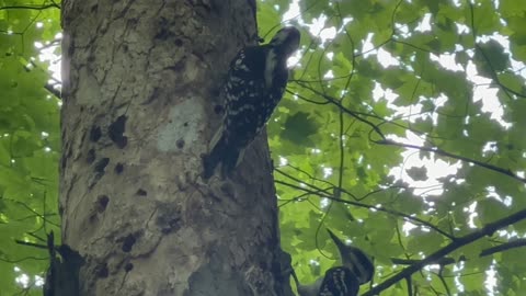 Family of Hairy Woodpeckers