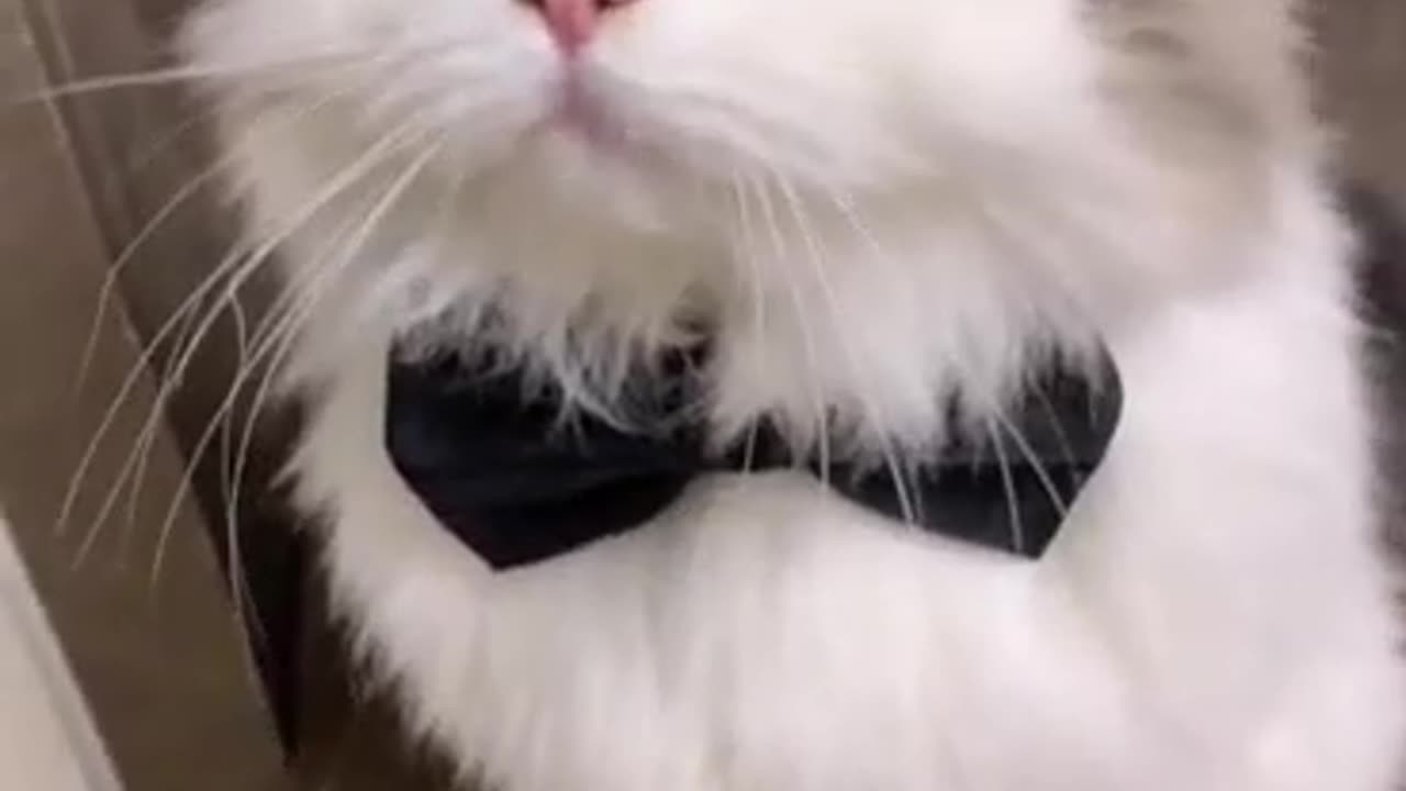 A cat in a wig！！