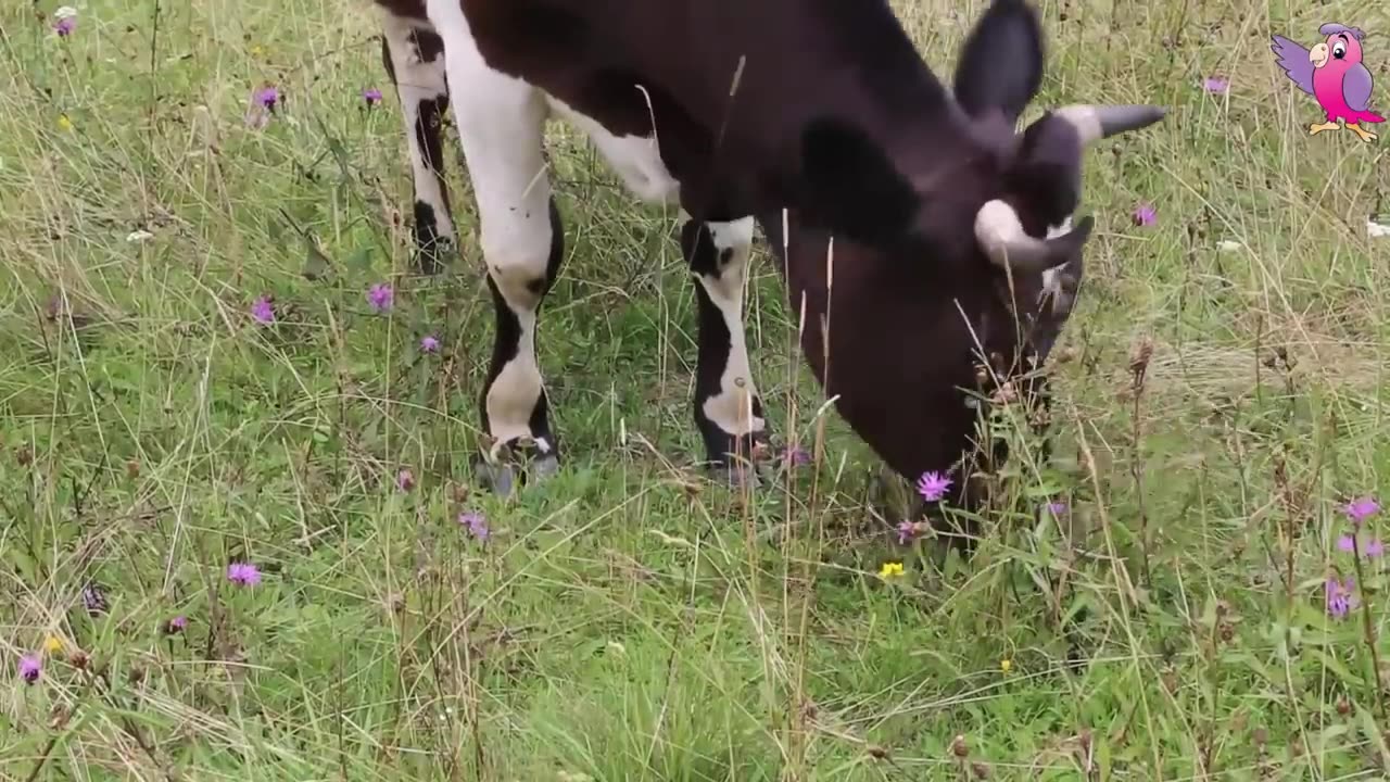 Heheheee......funny cow videos..laugh all you want