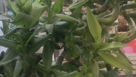 Packaged curved Lucky Bamboo