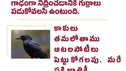 Special Characteristics of Horses and Crows | గుర్రాలు మరియు కాకుల ప్రత్యేక లక్షణాలు.