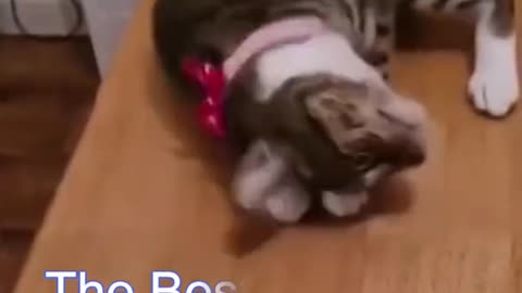 Funny cat videos