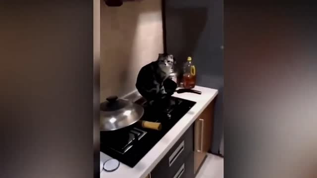 BEST FUNNY CATS MOMENTS 1#
