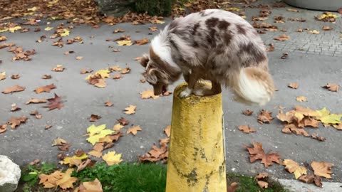Kimani Is a Jump First, Ask Questions Later Kind of Dog