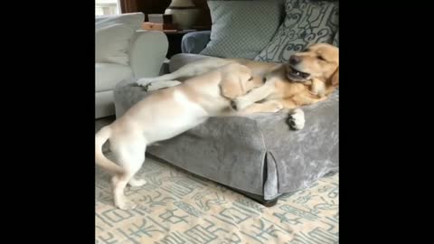 🤣Funny Dog Videos 2021🤣 🐶 It's time to LAUGH with Dog's life