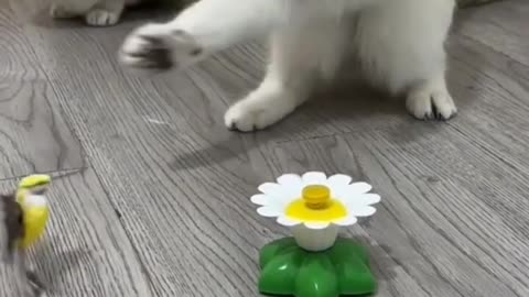 Cat funny video 😂