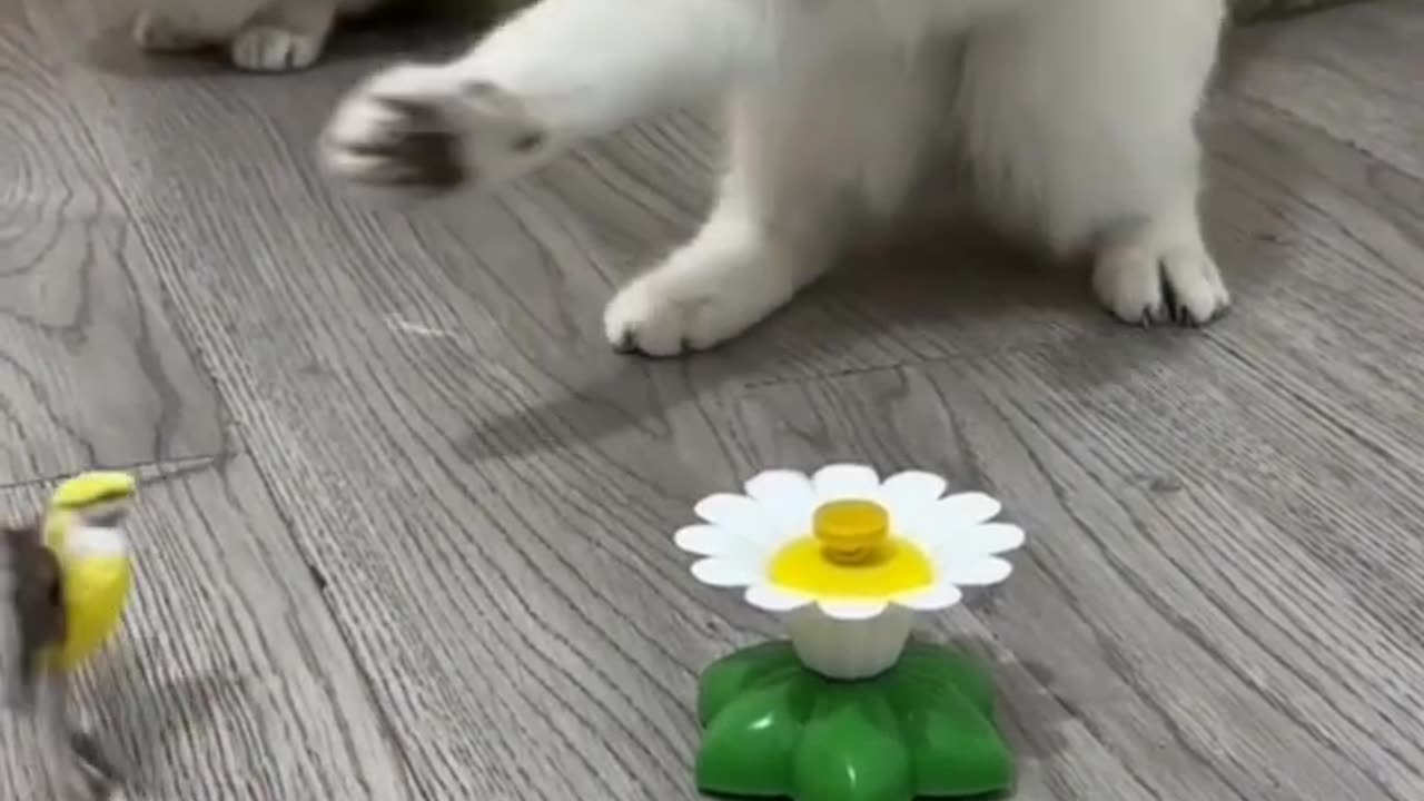 Cat funny video 😂