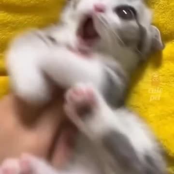 FUNNY CATS VIDEO.