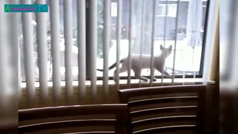 ULTIMATE|| Animal Compilation || Funny Fails || viral || comedy