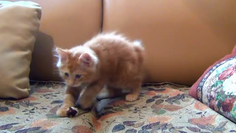 Little kitten playing his toy mouse on the bed