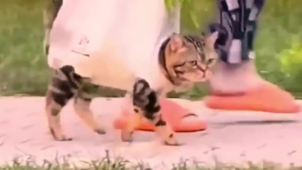 Funny cat videos 😂. Amazing cat videos