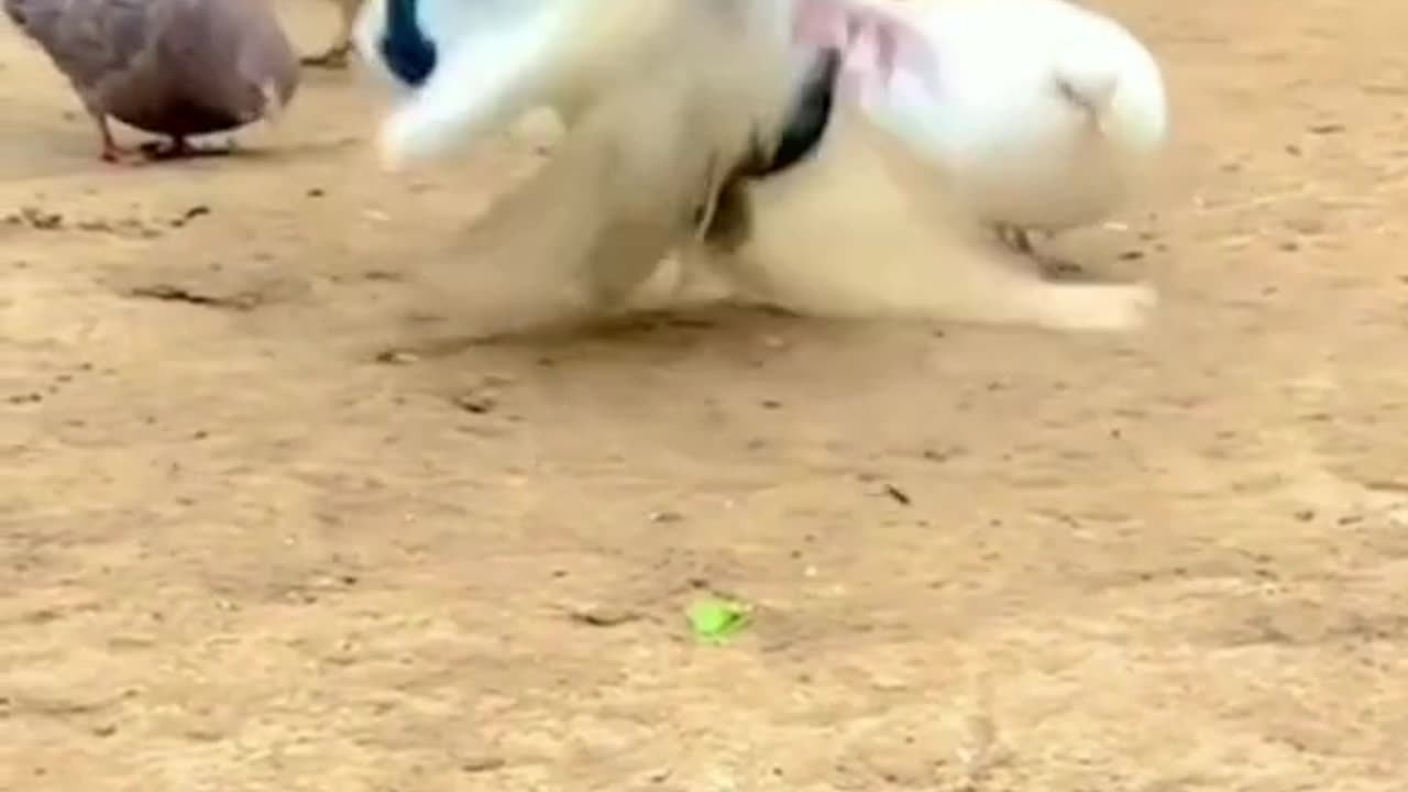 Pegan.