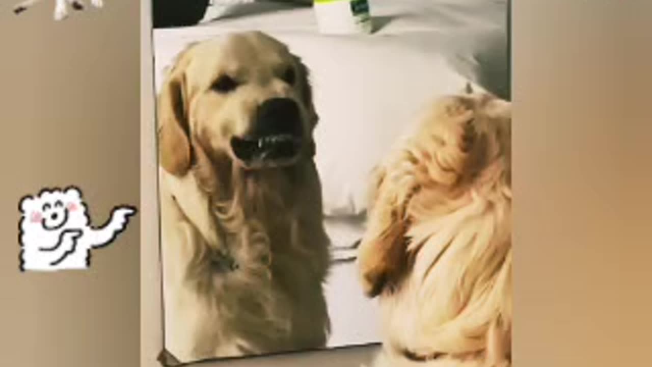 Dog checking his growl in mirror 🐕