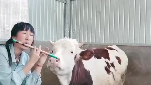 Have you ever heard of playing the piano to the cow, now show a flute to the cow