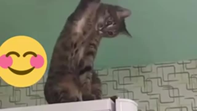đYOU LAUGH YOU LOSE! đšFunny Moments Of Cats Videos Compilation - Funny Cat Life
