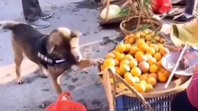 Smart Dog