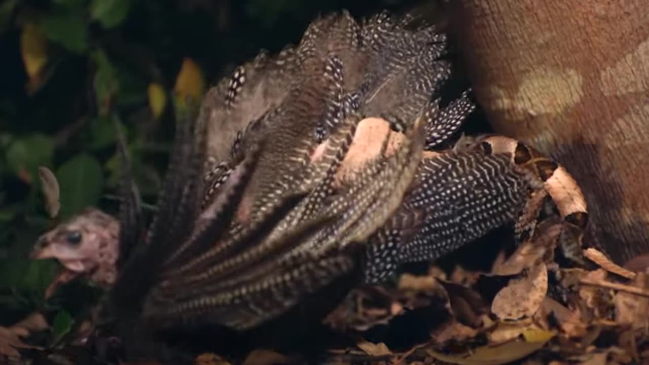 Viper sneak attack 🐍 Smithsonian Channel