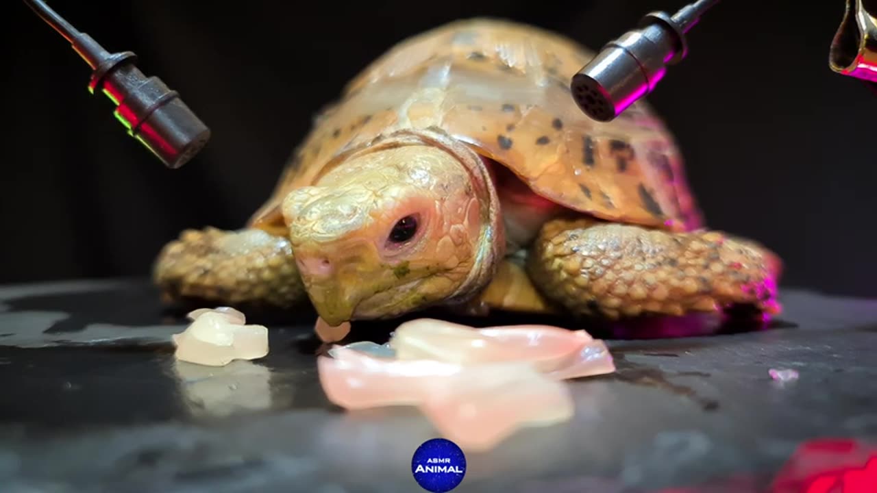 ASMR Turtle Tortoise Eating Pomelo 🐢 148