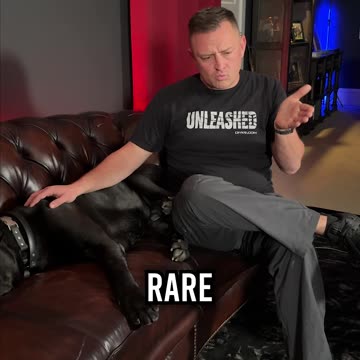 What to Do If Your Dog Doesn’t Have Any Food Drive