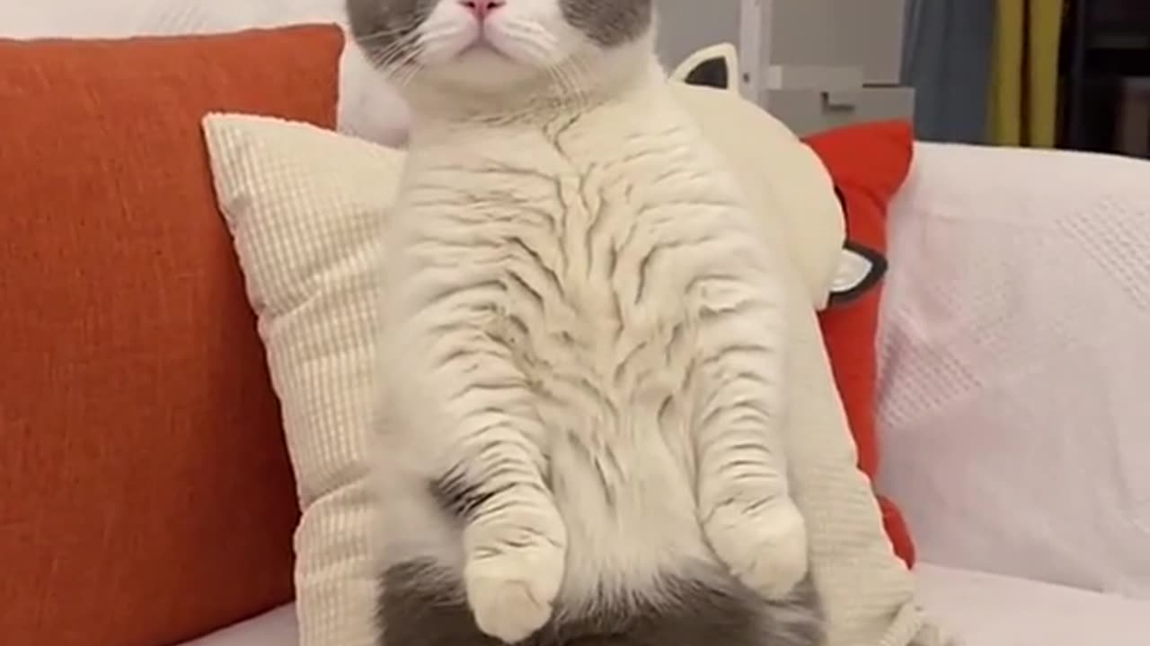 Aww! funny cute cat videos compilation 🐱💘 Kitten