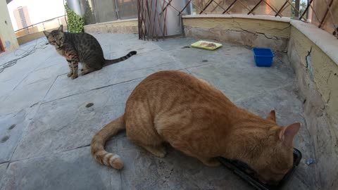 MICHAEL JACKSON & ED SHEERAN - Homeless cats in Ras Al Khaimah, UAE #cat #EdSheeran #MichaelJackson