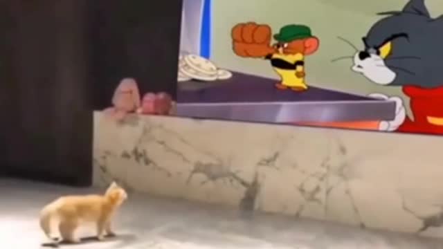 FUNNY CAT