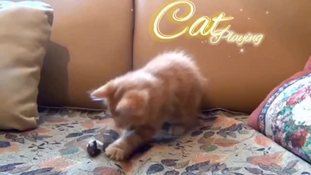 Cat playing with toys