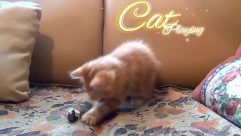 Cat playing with toys