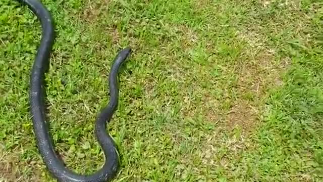 Woman single-handedly wrangles snake