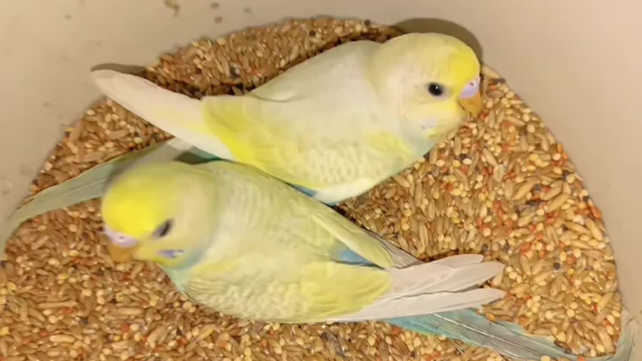 love parakeets