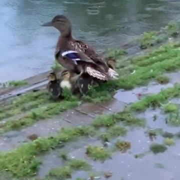 Duck in Rain #UbertainmentFun