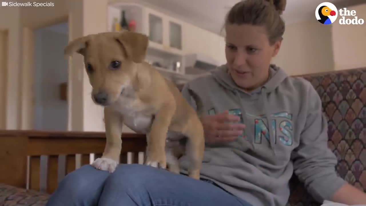 Street Puppy Gets Rescued With A Piece Of Bread | The Dodo Little But Fierce