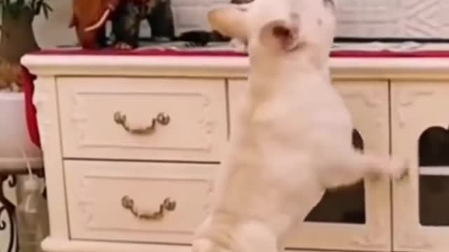 Funny Animal Videos #63