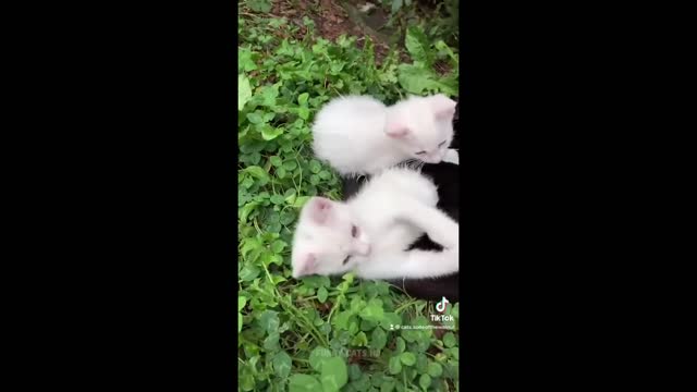 Cats Funniest Video