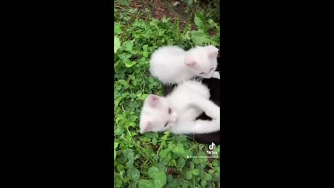 Cats Funniest Video