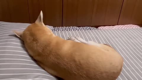 Sighing little puppy.