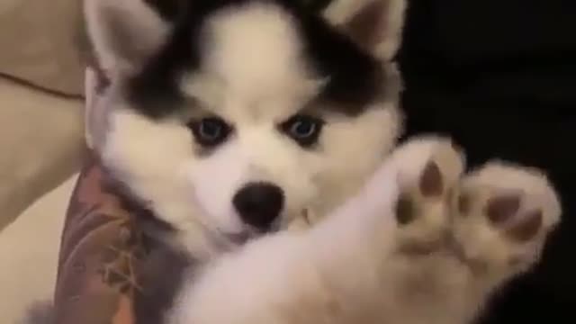 funny & cute animals