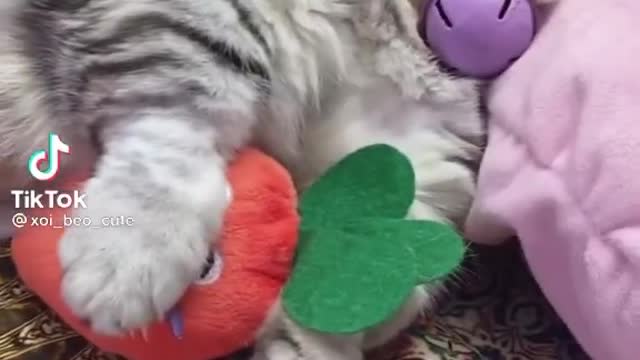 The cute and funny cats
