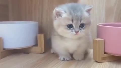 Cute pet 4