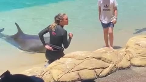 Dolphine playing with lucky boy