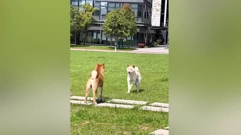 Funny Animals That Will Definitely Brighten Your Day