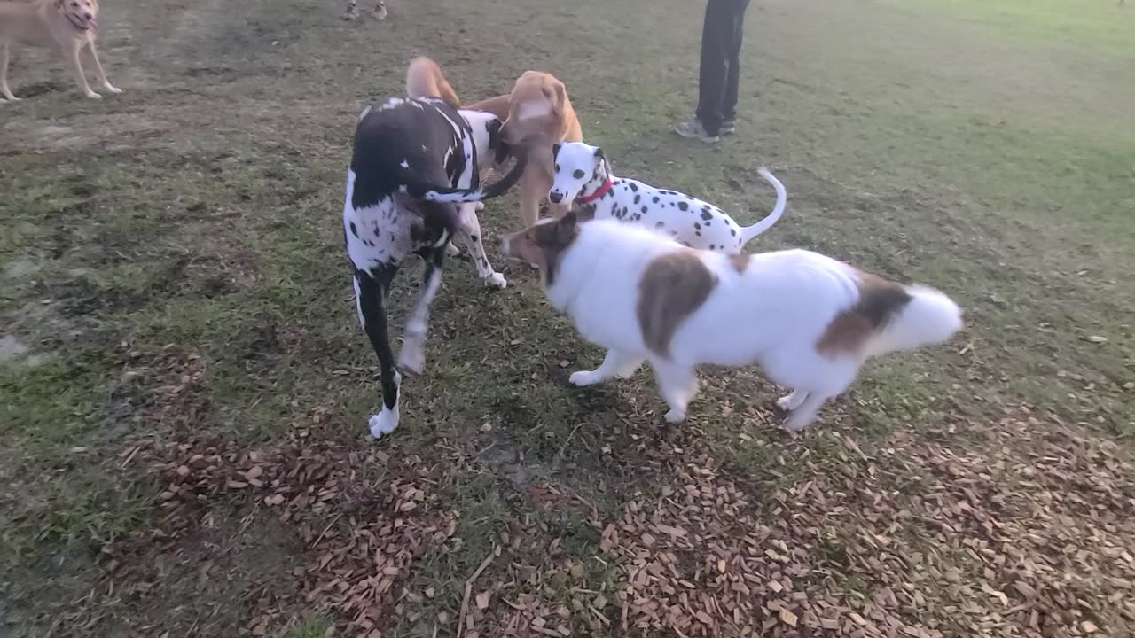 Luna playing with them big dogs.