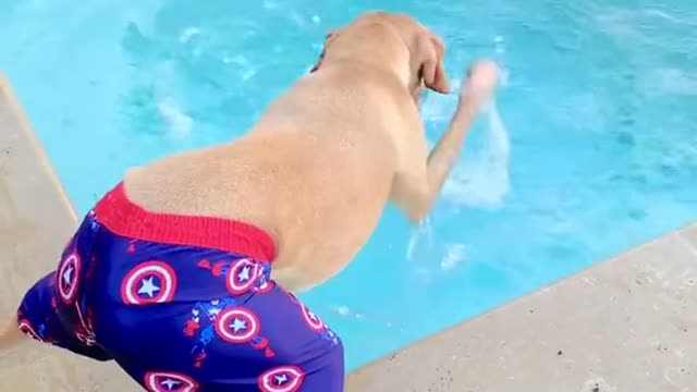 Dog plays with water