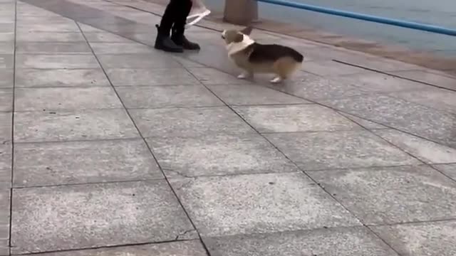 Funny Dogs and Cute Cats in the Funniest Videos of 2022