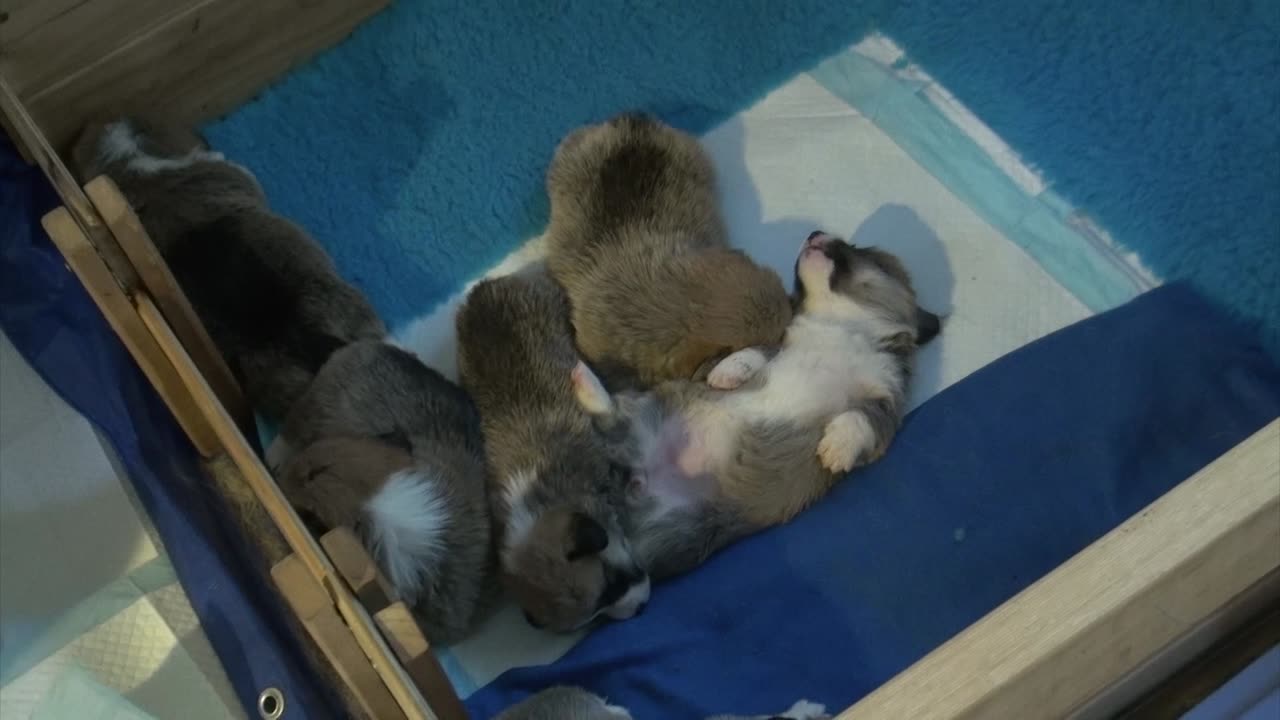 Willow's Litter 19 Days Old