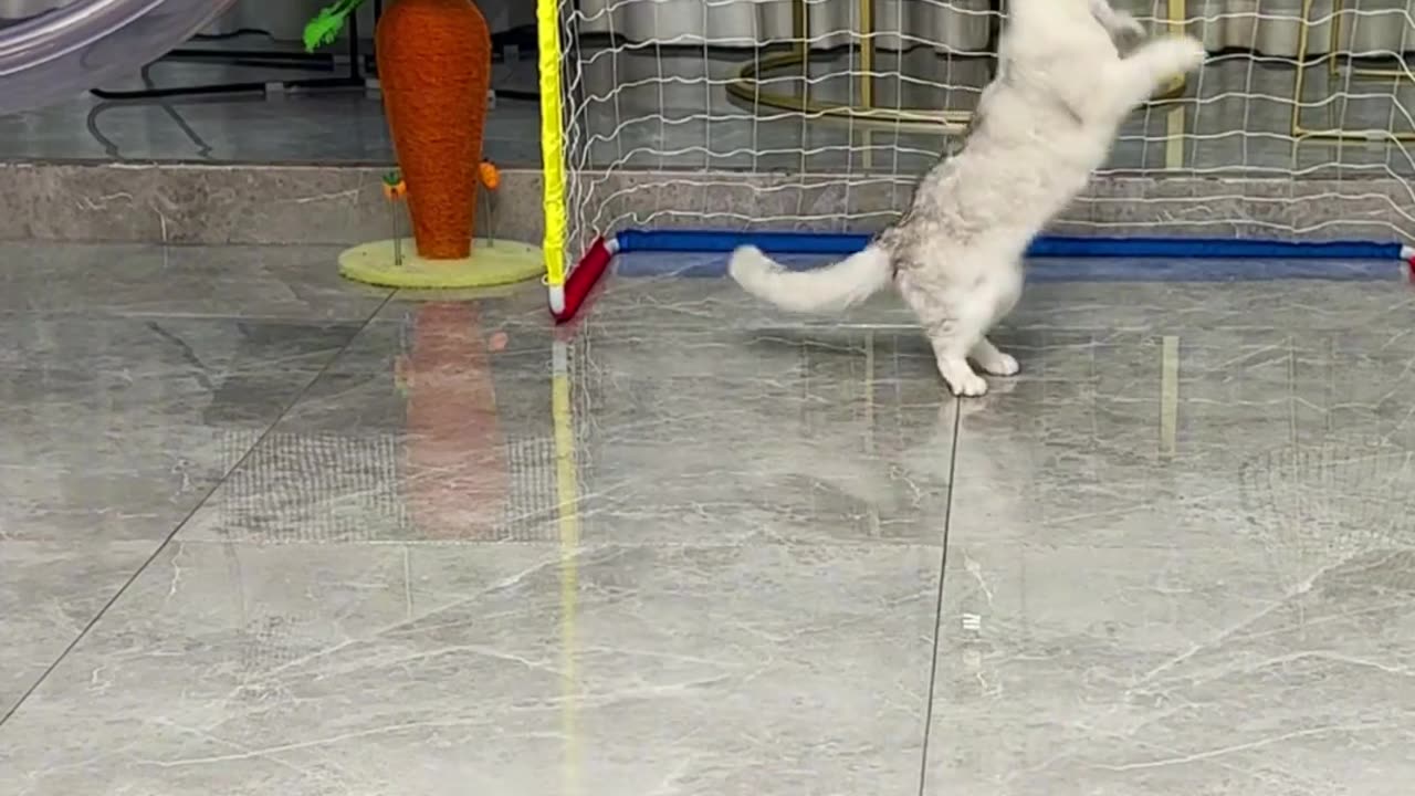 yellow cat plays football and whatever comes will come