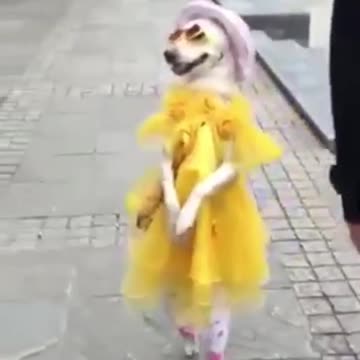 The Best Dancing Dog Moment