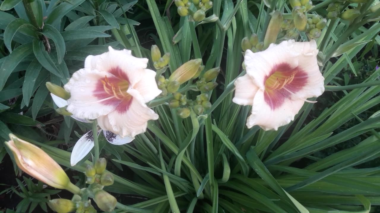 Two daylilies