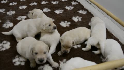 GOLDEN RETRIEVER DU HAUT FLECHERAY(41)